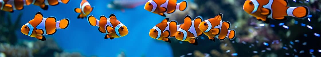 school of clown fish