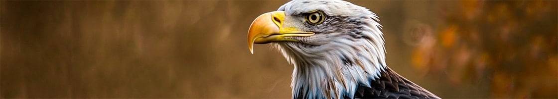 bald eagle