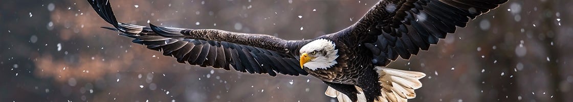 bald eagle